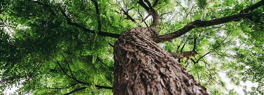 Durch Baumklettern die eigenen Grenzen erkennen